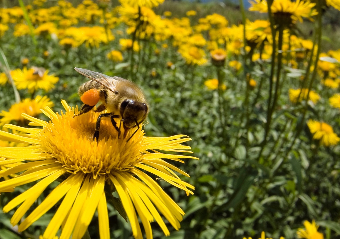 bees-flowers